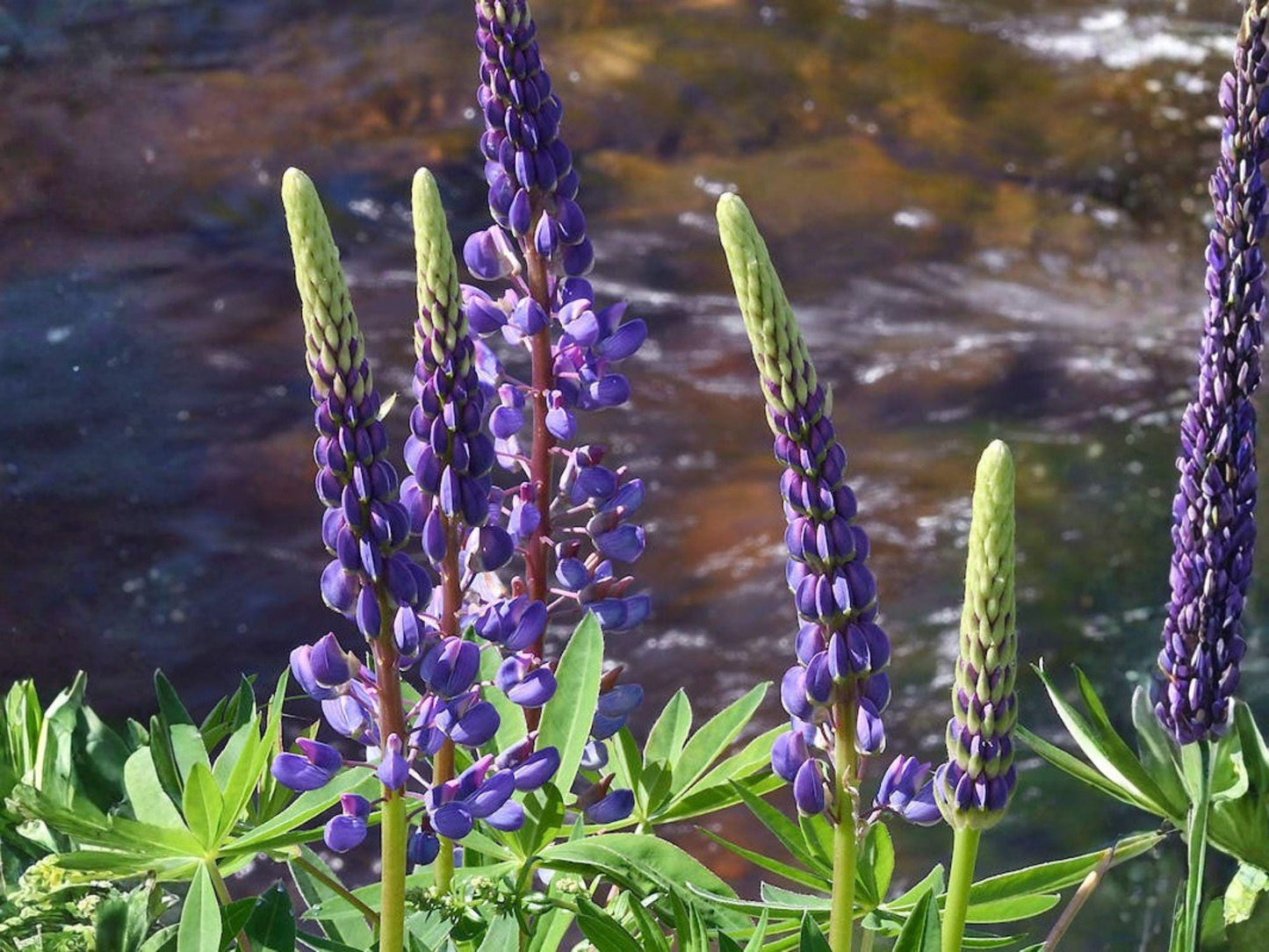 Riverbank Lupine Seeds | Heirloom Non-GMO Wildflower Planting | Lupinus rivularis | Native Pollinator Garden Seeds
