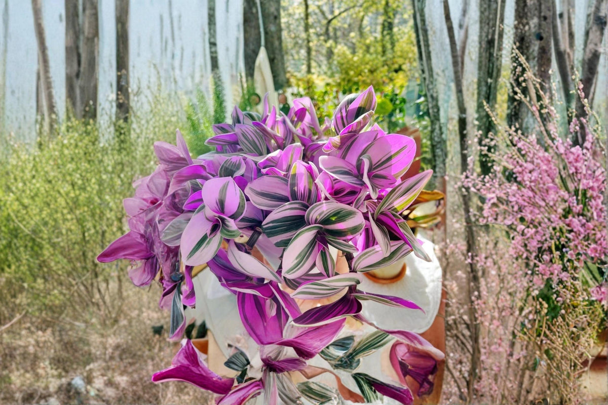Tradescantia Nanouk Unrooted Cuttings – Pink Variegated Houseplant, 3-4" Trailing Indoor Plant, Tradescantia albiflora