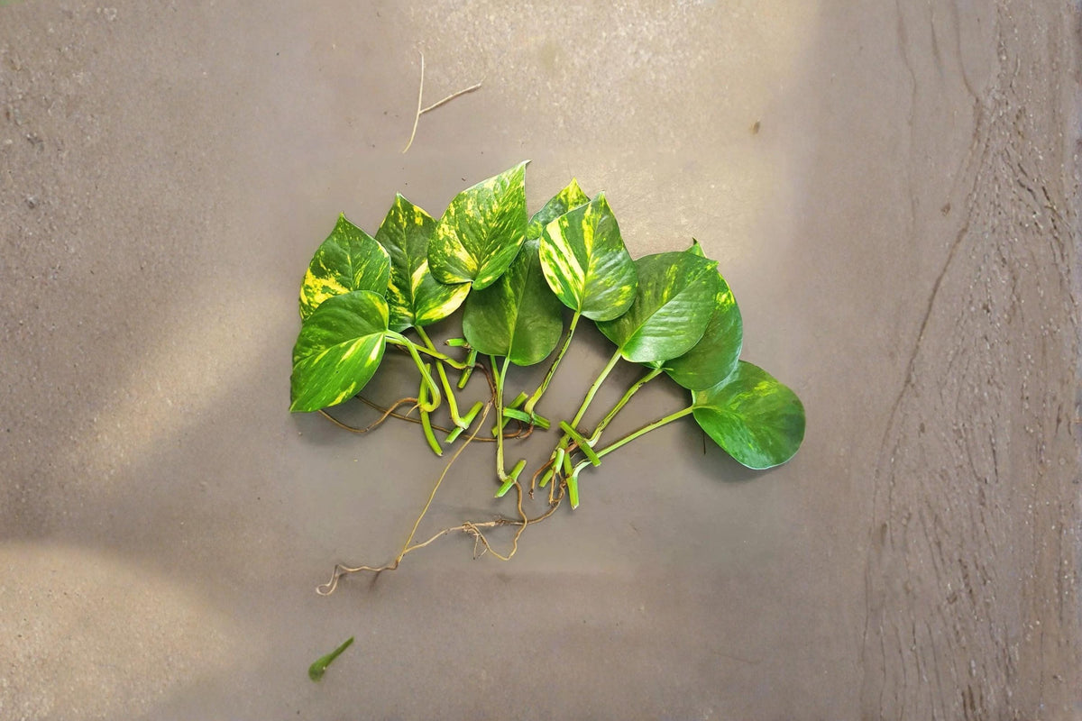 Golden Pothos Rooted Cuttings – 10 Leaves with Roots, Epipremnum aureum, Indoor Houseplant, Trailing Vine, Variegated Foliage