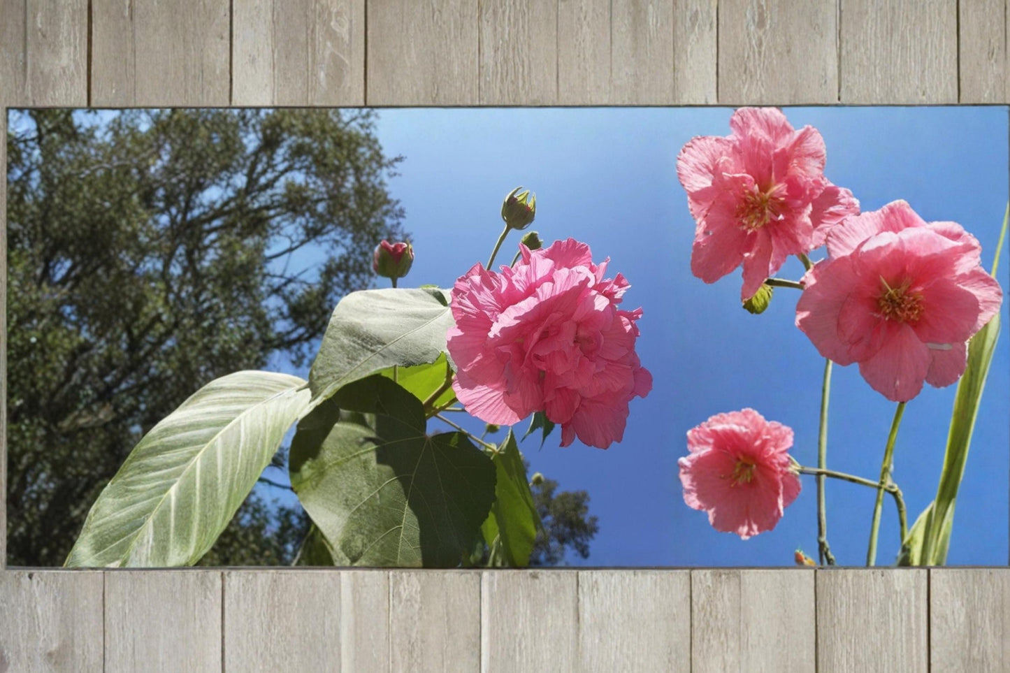 Cotton Rose Hibiscus mutabilis 4 Cuttings Deciduous Flowering Shrub Color Changing Blooms