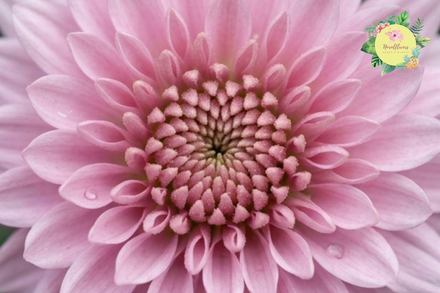 Light Pink Mum Chrysanthemum Seeds – 500 Non-GMO Chrysanthemum morifolium for Garden Beds, Borders & Containers