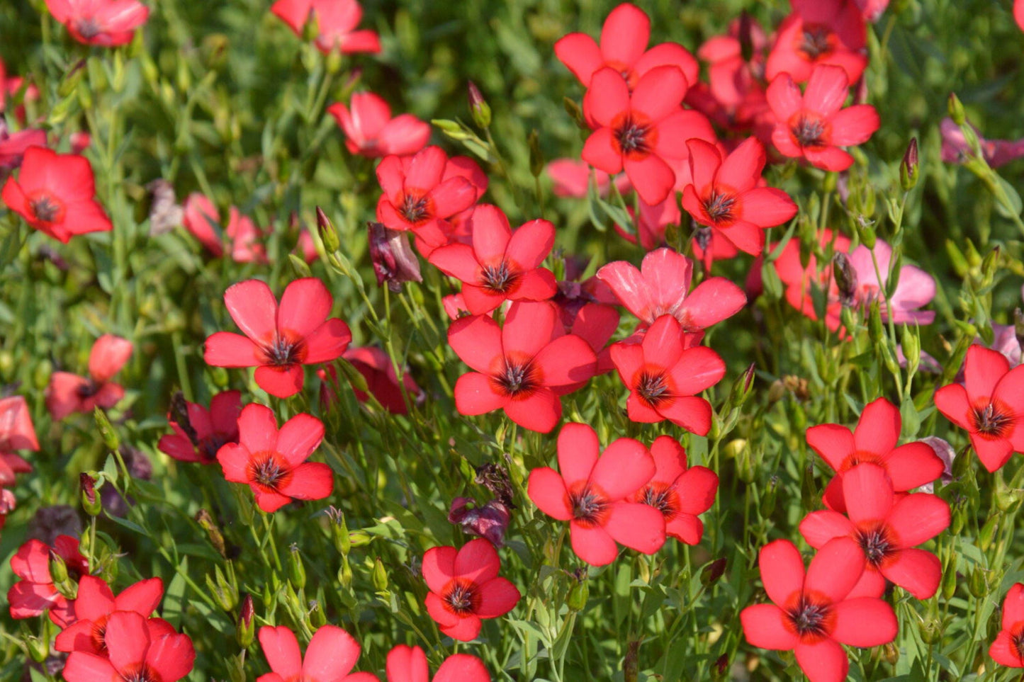 Scarlet Flax Seeds – Bright Red Annual Wildflower for Gardens & Pollinator Gardens (100 Pack) – Linum grandiflorum rubrum