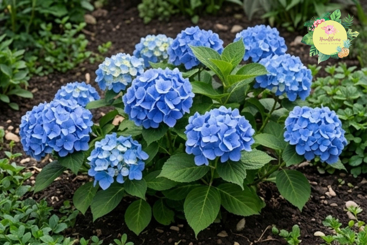 Nikko Blue Hydrangea Seeds – Non-GMO Vibrant Blue Flowers – Hydrangea macrophylla for Garden, Landscape & Container Planting