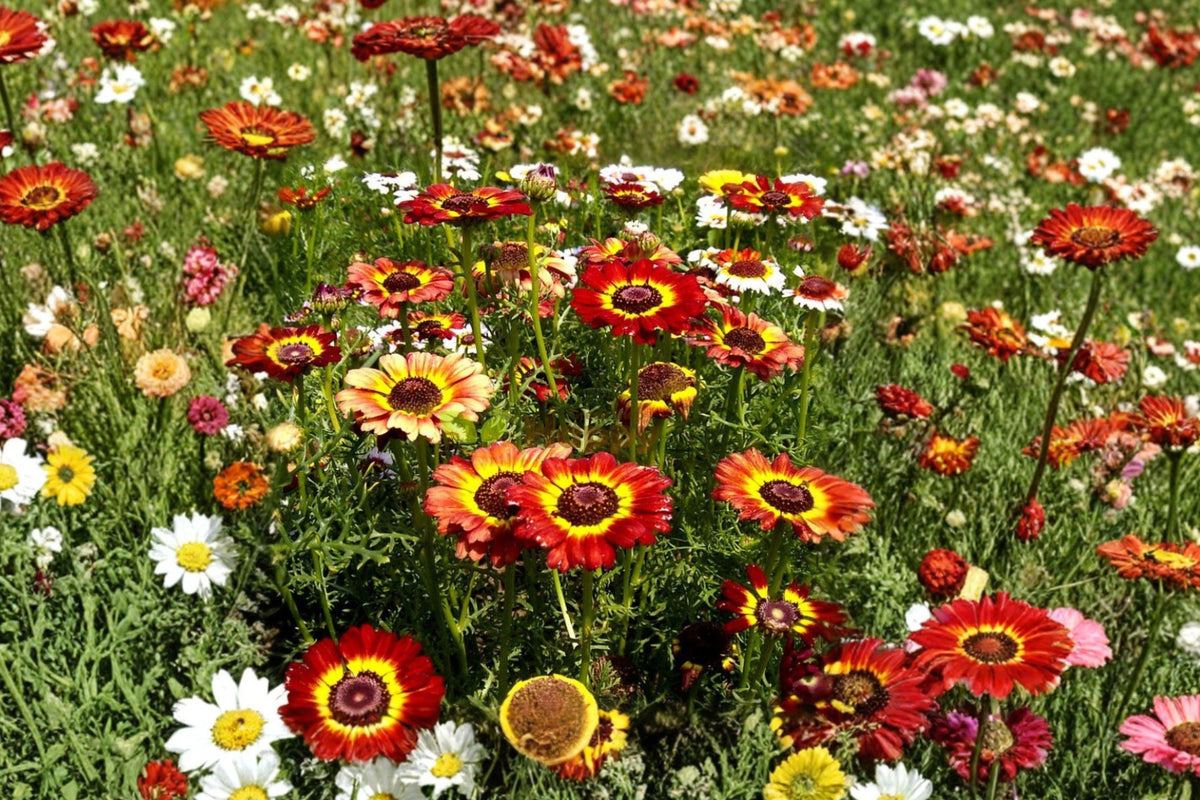 Painted Daisy Seeds – Multicolor Wildflower, Pollinator Friendly Annual Plant, Glebionis carinata
