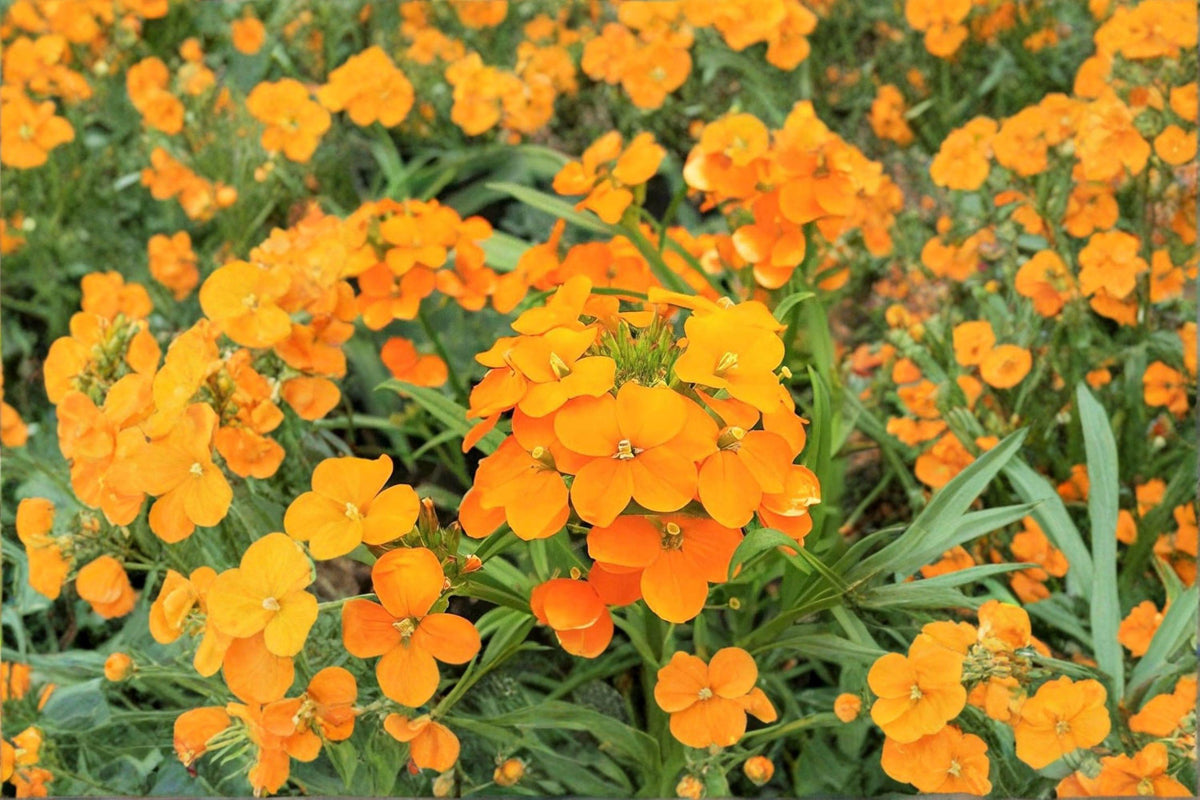 Siberian Wallflower Seeds – Bright Orange Blooms, Pollinator Friendly Garden Plant, Cheiranthus allionii, 100 Pack