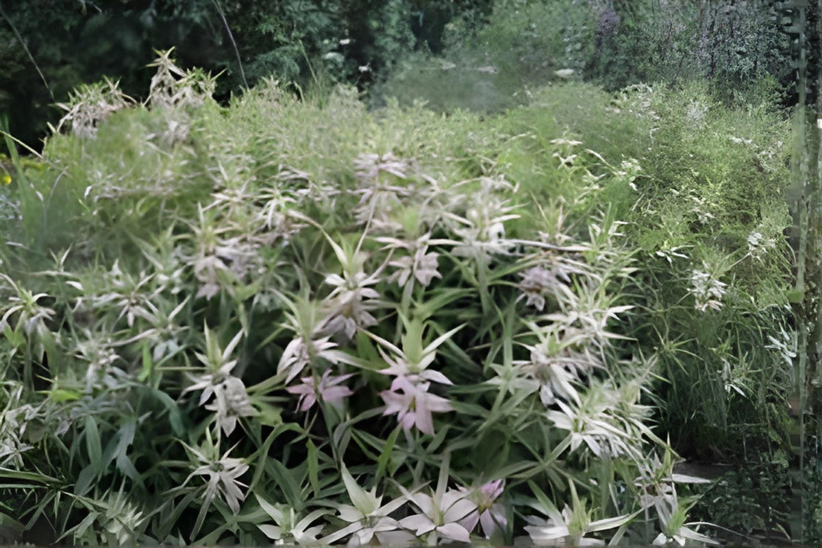 Spotted Bee Balm Seeds 100 Pack | Native Wildflower Monarda punctata for Pollinators & Drought Tolerance