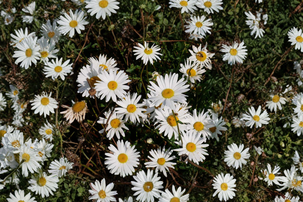 Oxeye Daisy Seeds – Wildflower for Pollinator Gardens, Hardy Perennial, White Flowers, Leucanthemum vulgare