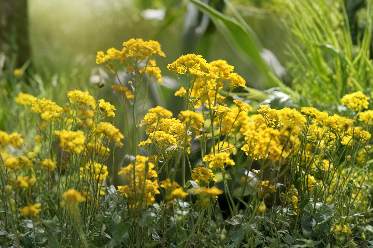 Basket of Gold Seeds, Hardy Perennial, Alyssum saxatile, Goldentuft, Rock Garden Flower, Spring Bloom, Pollinator Friendly, Drought Tolerant