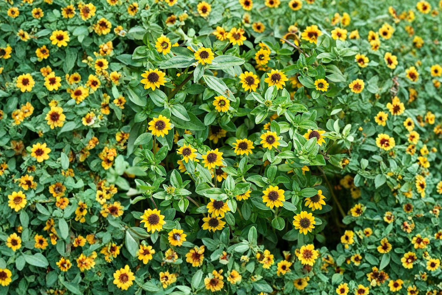 Creeping Zinnia Seeds - Sanvitalia Procumbens, Dwarf Yellow Ground Cover, Pollinator Friendly Annual, 100 Pack