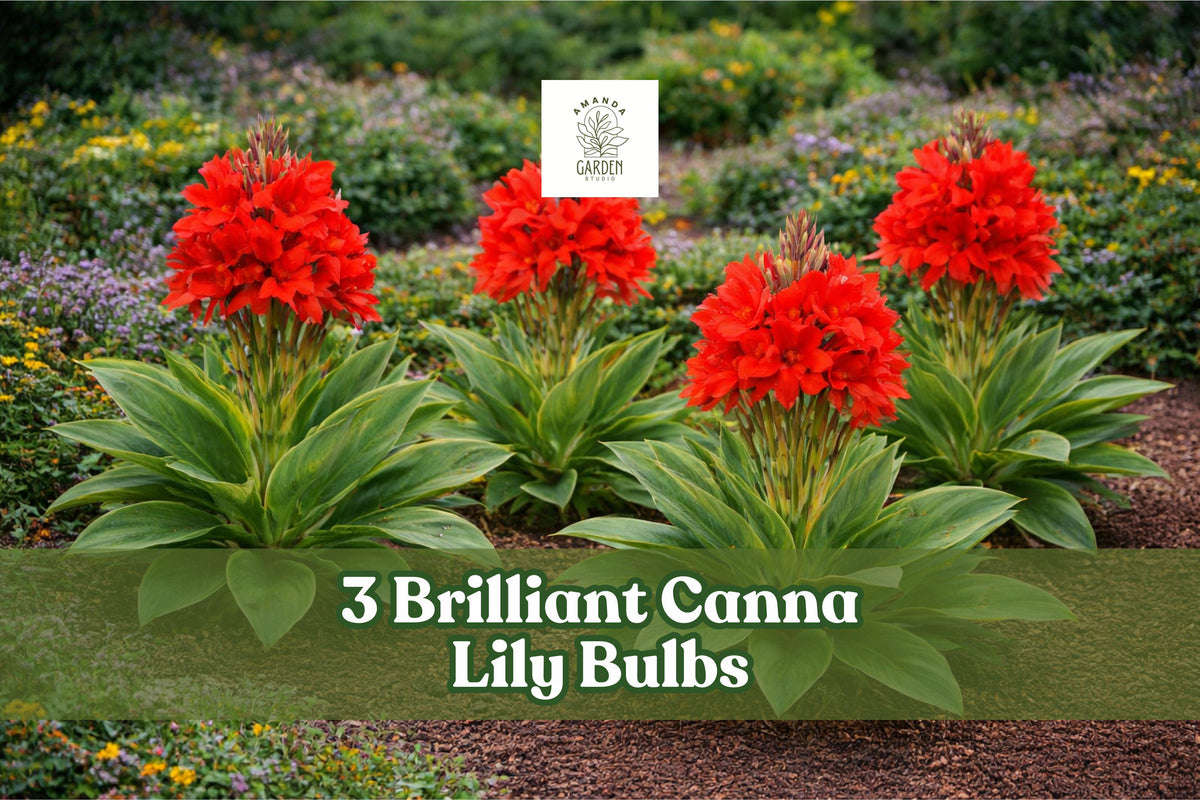 3 Brilliant Canna Lily Bulbs – Red-Orange Tropical Flower, Canna indica, Garden Bulbs for Borders & Containers