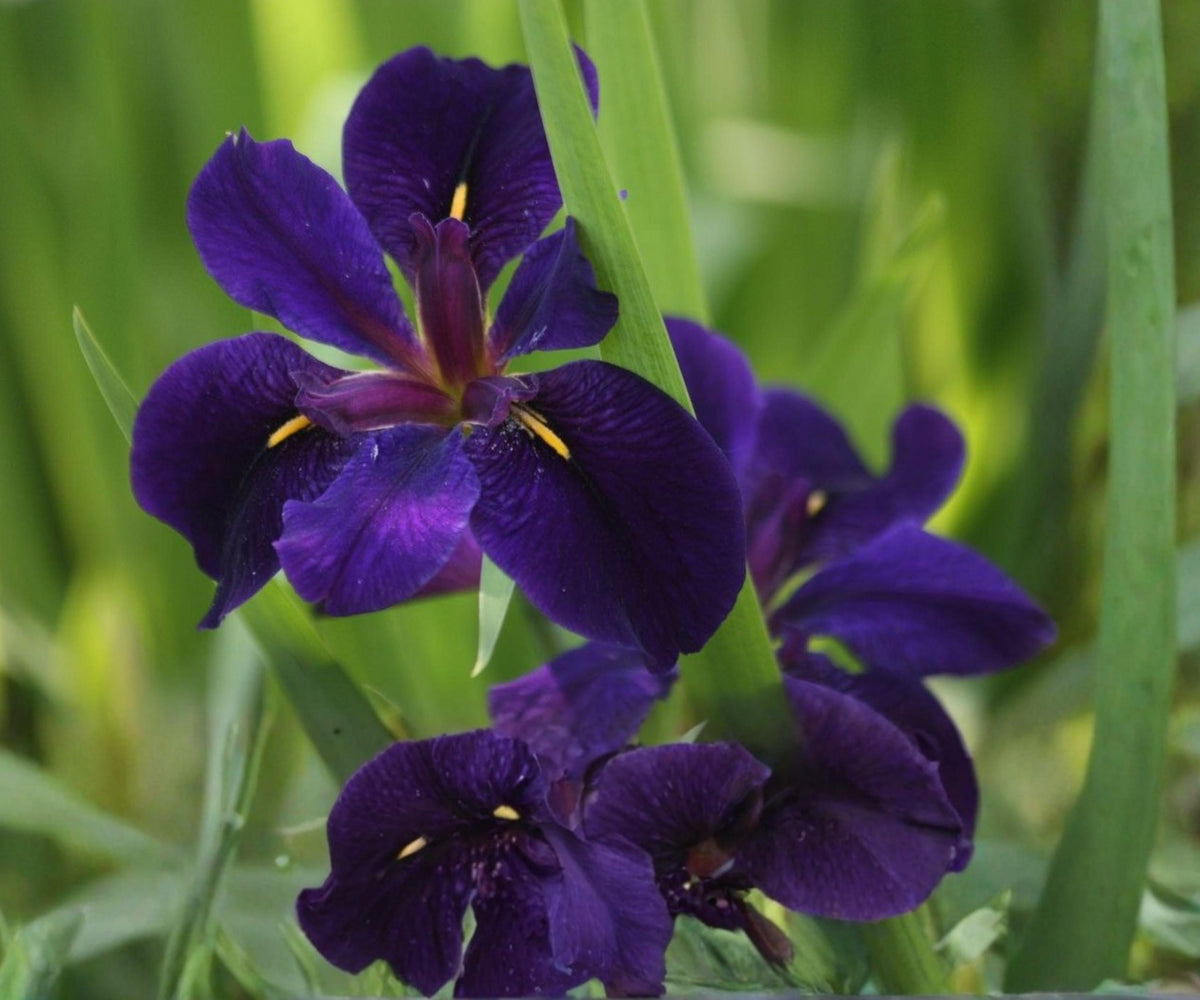 Full Eclipse Louisiana Iris Pond Plant – Hardy Aquatic Marginal Water Garden Flower, Deep Purple with Yellow Center