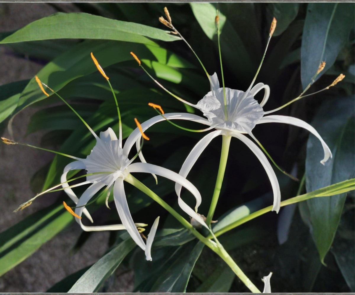 Spider Lily Pond Plant – Hymenocallis latifolia White Tropical Aquatic Marginal Bog Flower, Live Water Garden Plant