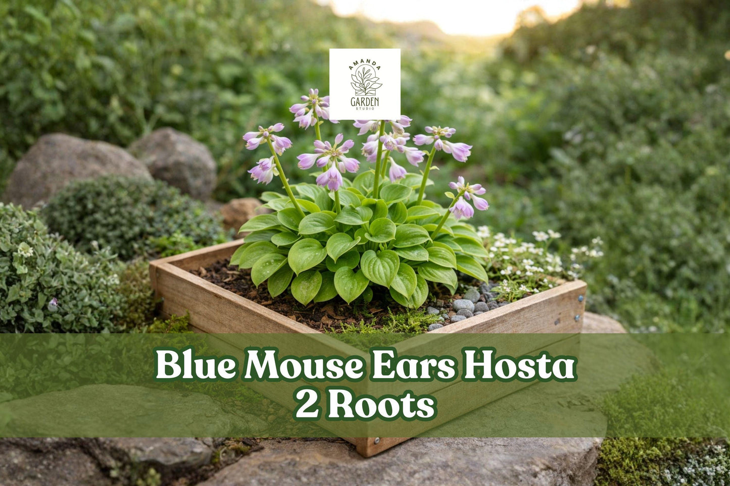 Blue Mouse Ears Hosta 2 Roots – Mini Blue Gray Foliage, Shade Perennial, Herbaceous Plant, Container, Border, Rock Garden