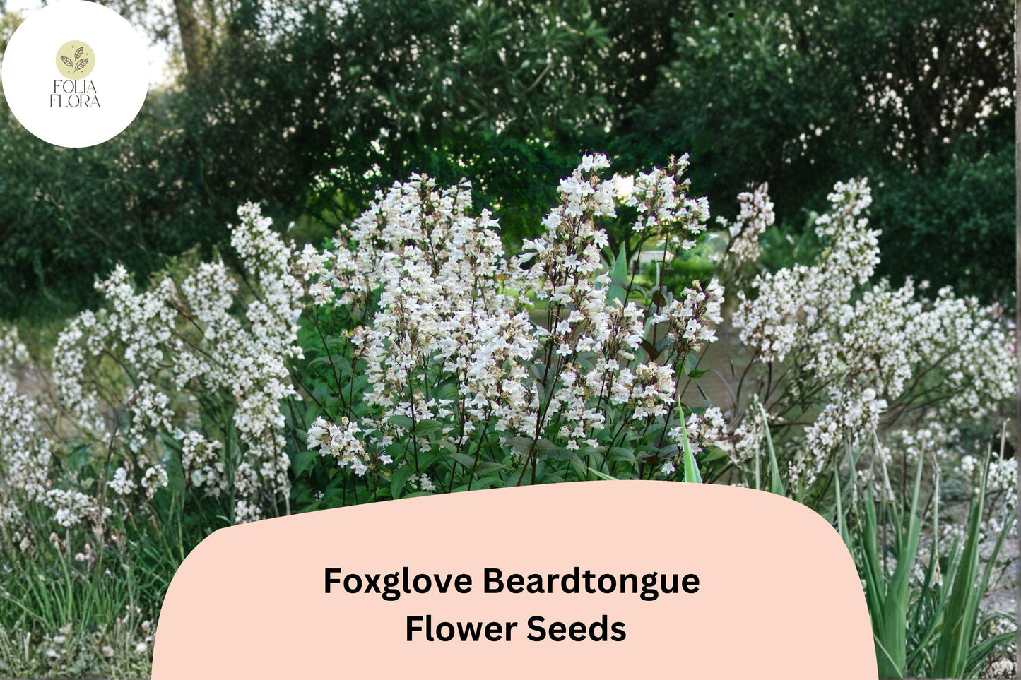 Foxglove Beardtongue Seeds – 100 Penstemon digitalis White Wildflower for Native Gardens & Pollinator Gardens