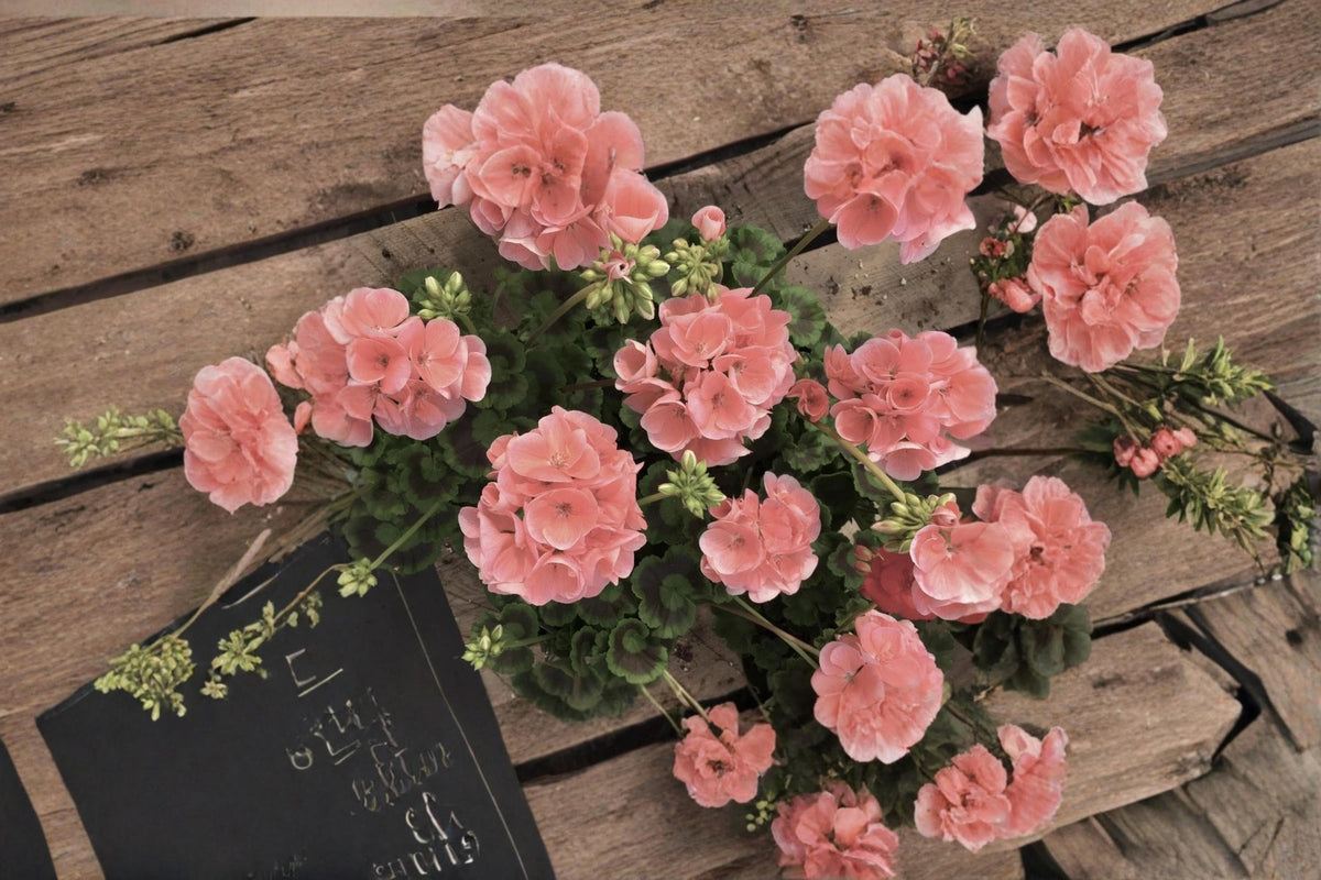 Coral Zonal Geranium Cuttings - Pelargonium spp. Unrooted Flowering Plant for Containers & Garden Beds