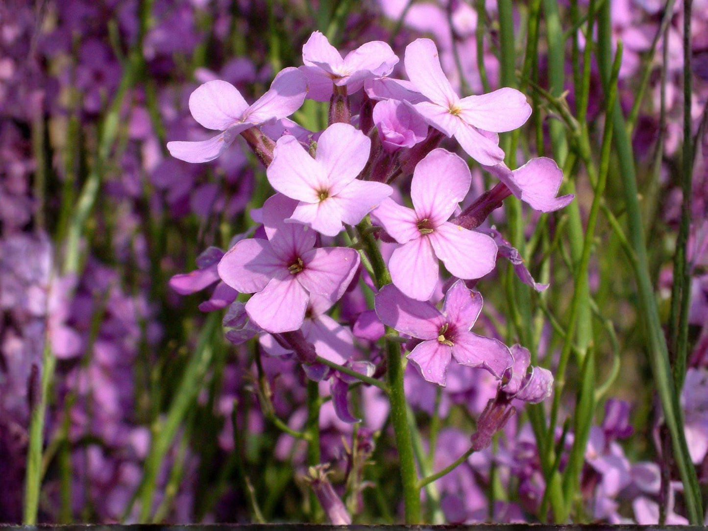Dame’s Rocket Seeds – Hesperis matronalis, Fragrant Purple Pink White Flowers, Cottage Garden, 100 Seeds