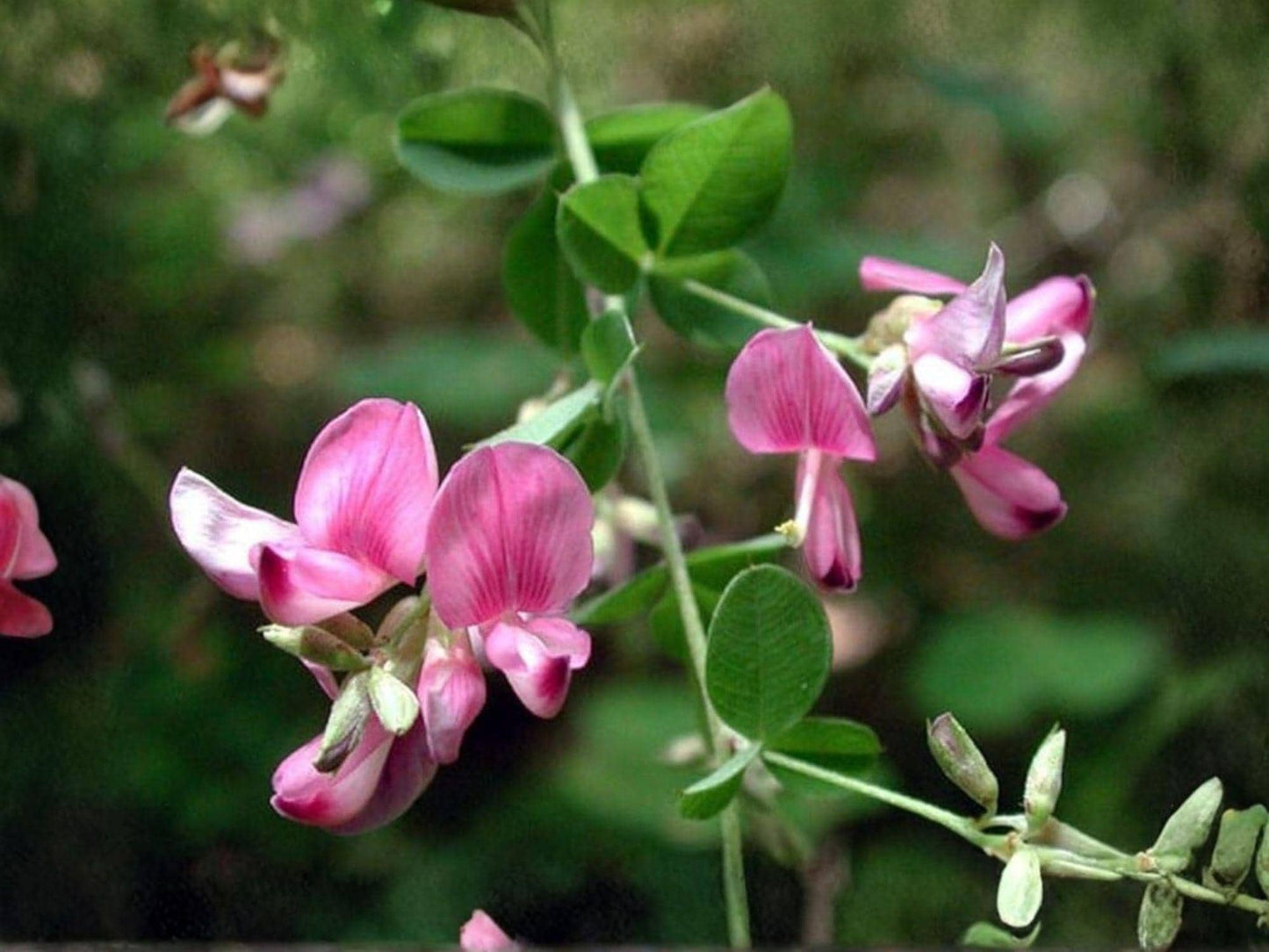 Korean Lespedeza Seeds – Kummerowia stipulacea, Annual Legume for Soil Improvement, Forage & Wildlife Food Plots, 100 Seeds