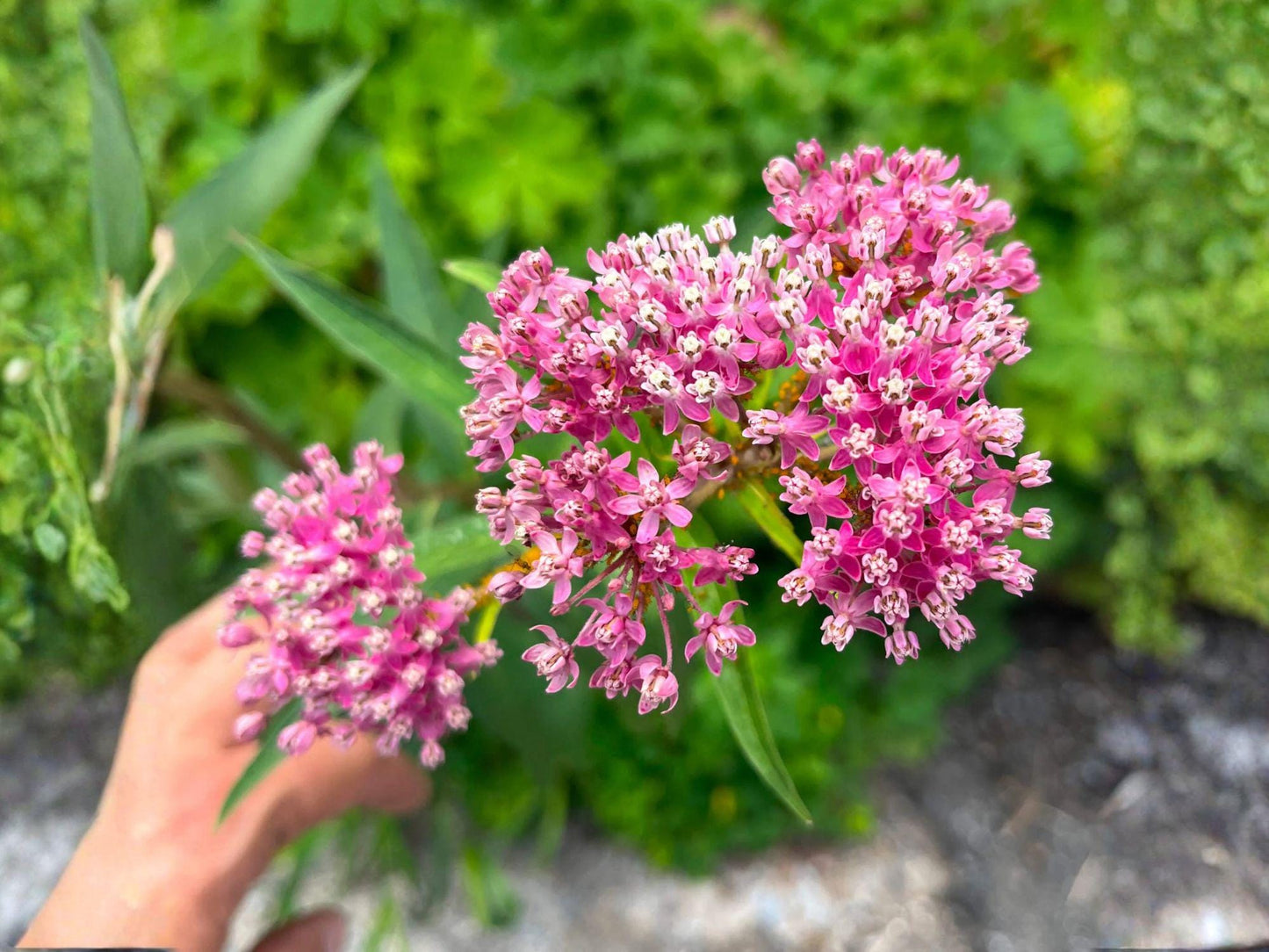 Rose Milkweed Seeds – Heirloom Non-GMO Native Wildflower for Pollinator Gardens – Asclepias incarnata, Pink Flowers, Perennial Plant