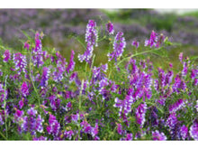 Hairy Vetch Seeds – Vicia villosa Purple Bounty Cover Crop, Nitrogen Fixing Legume, 100 Seeds