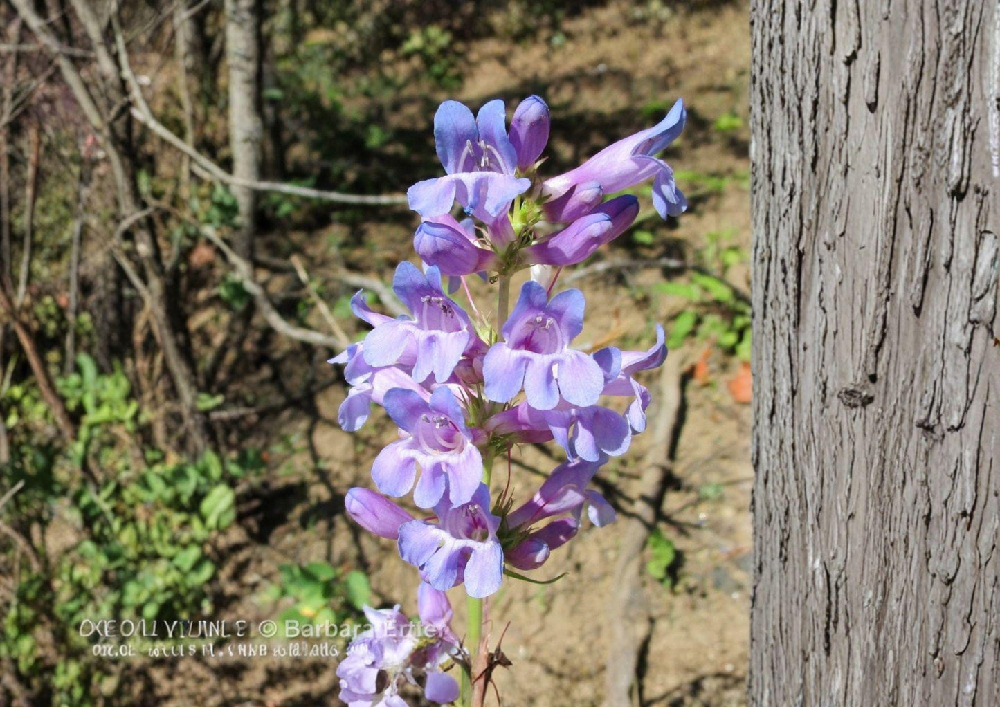 Penstemon Payettensis Seeds – 50 Native Wildflower Seeds for Blue Purple Beardtongue Blooms, Perennial, Drought Tolerant, Pollinator Friendly
