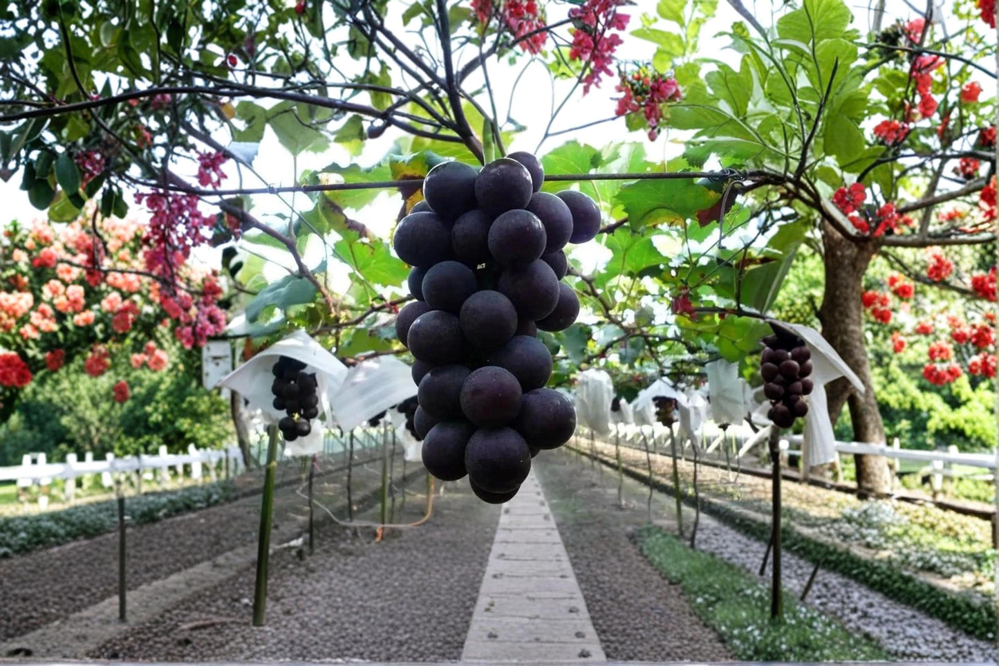 Fujiminori Grape Cuttings - Unrooted Vitis vinifera ‘Fujiminori’ for Vine Propagation, 6-8 Inches