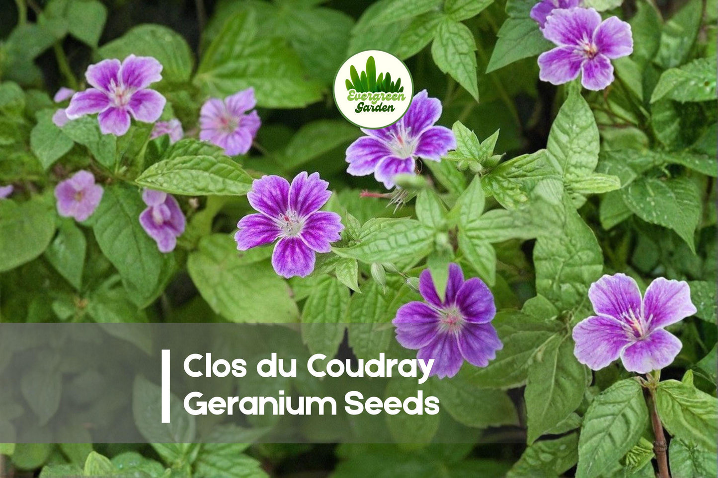 Geranium Seeds, Clos du Coudray Pink Hardy Perennial, Cottage & Border Garden, Geranium spp.