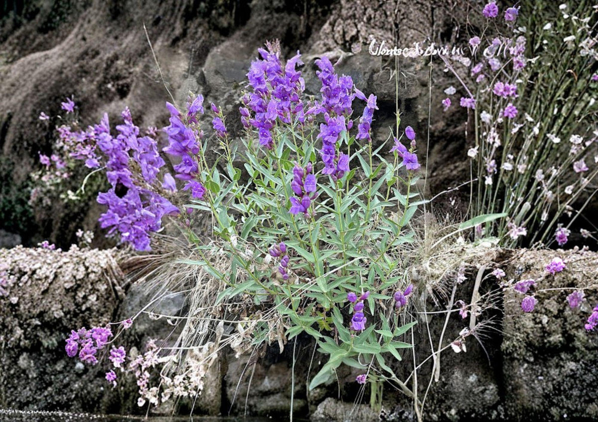 Penstemon Venustus Seeds – 50 Native Wildflower Seeds for Showy Blue Purple Beardtongue Garden, Pollinator Friendly, Drought Tolerant