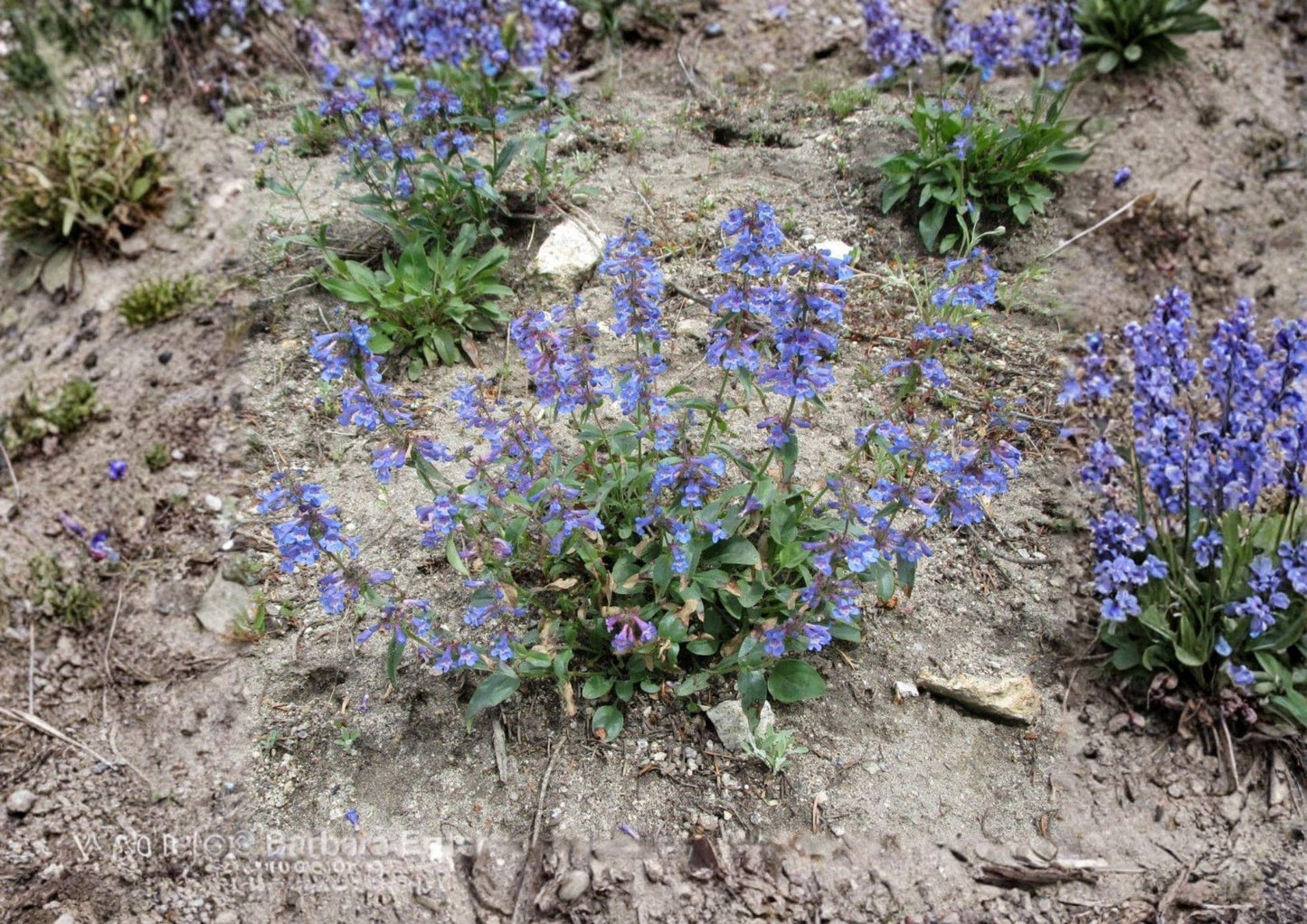 Penstemon Wilcoxii Seeds – 50 Native Wildflower Seeds for Pink Purple Beardtongue Garden, Perennial, Pollinator Friendly, Drought Tolerant