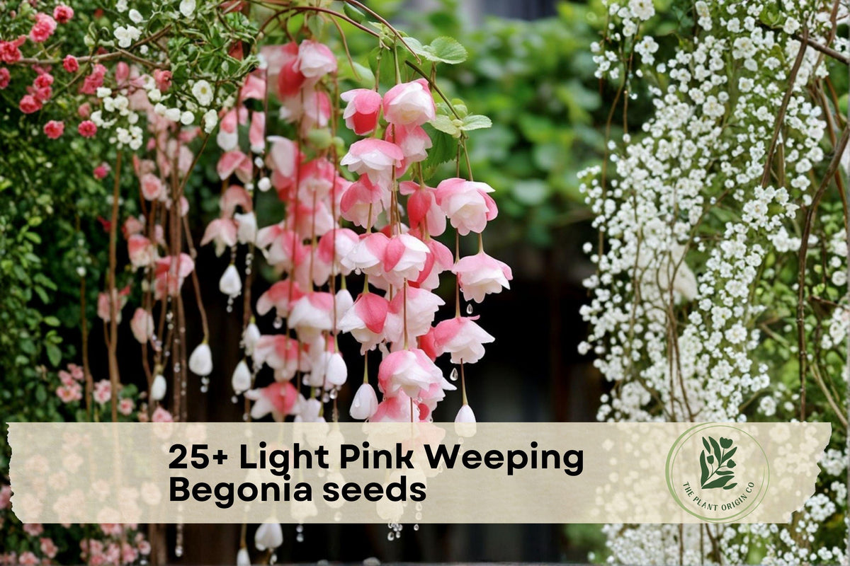 25+ Light Pink Weeping Begonia Seeds, Ornamental Flowering Plant, Trailing, Begonia spp.