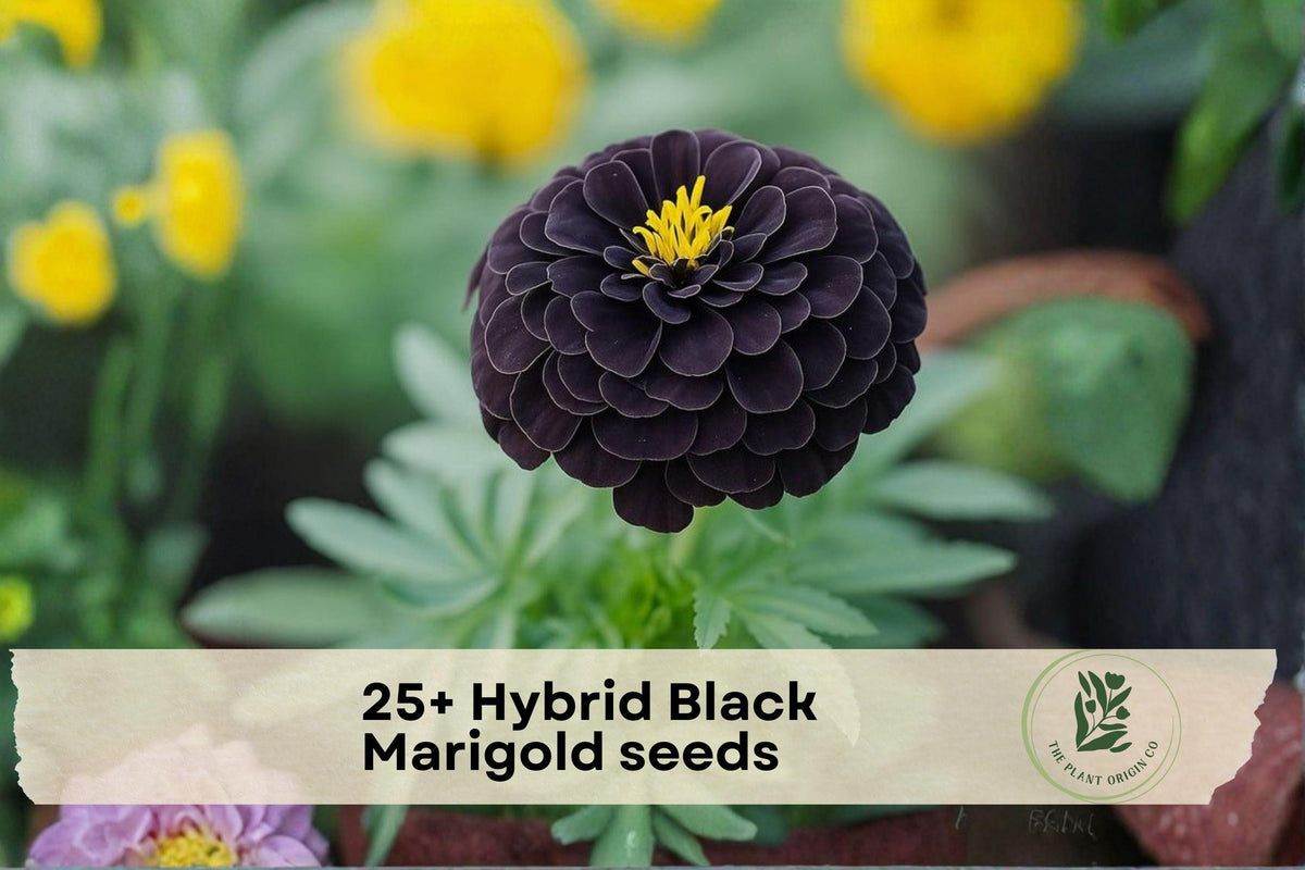 25+ Hybrid Black Marigold Seeds | Dark Red to Black Blooms | Tagetes spp. | Annual Flower for Garden Beds & Containers