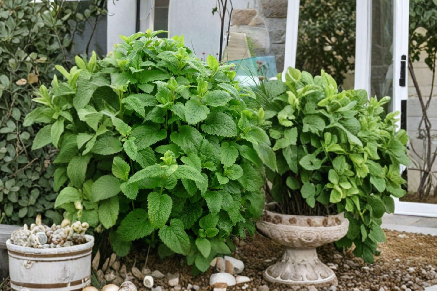 Lemon Balm Seeds, Heirloom Non-GMO Perennial Herb for Tea & Garden, Melissa officinalis