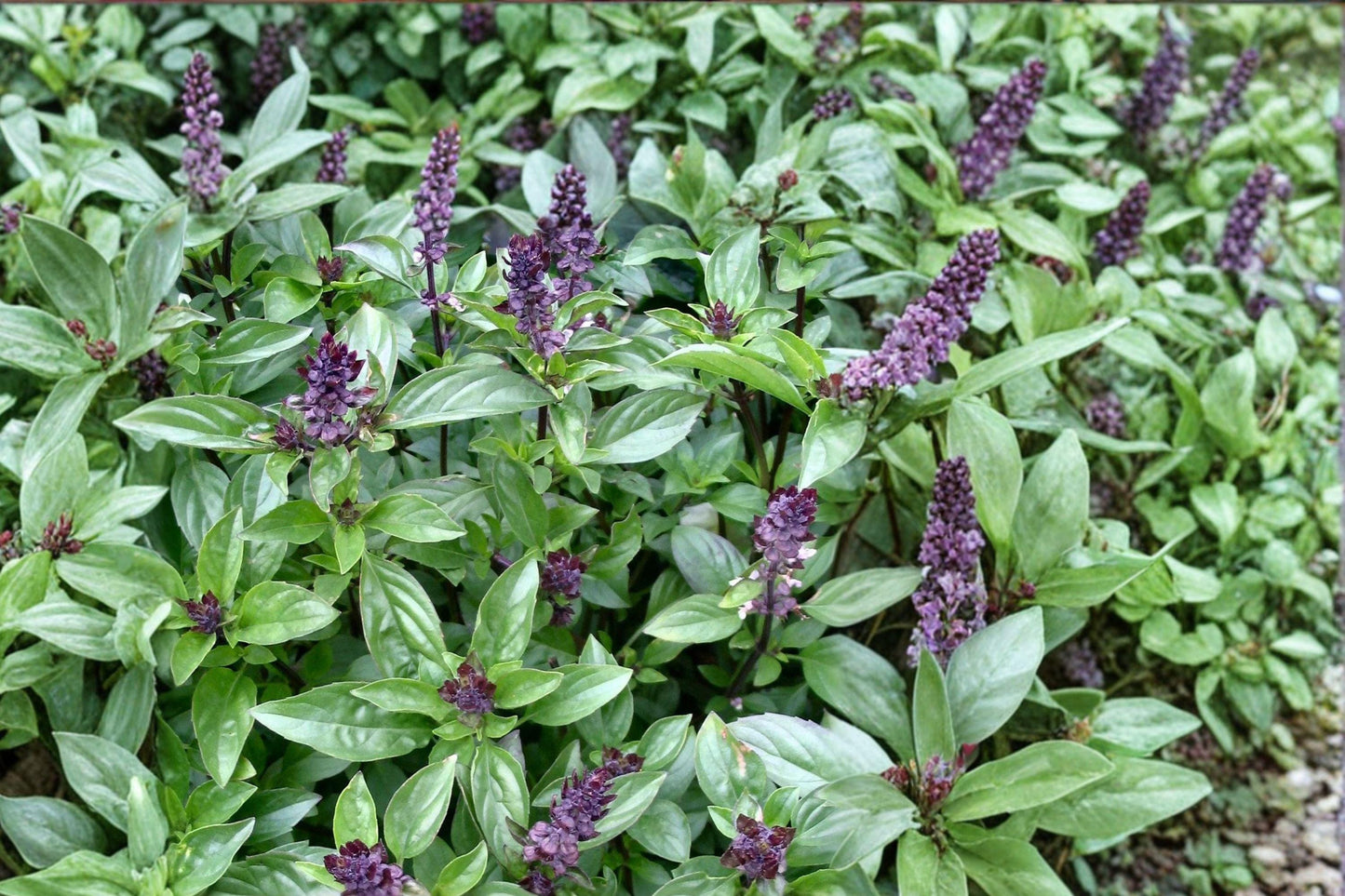Thai Basil Seeds - Heirloom, Non-GMO Culinary Herb for Gardens - Grow Ocimum basilicum for Aromatic Leaves & Asian Cuisine