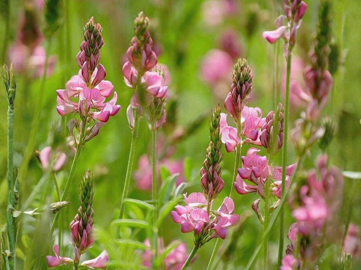 Shoshone Sainfoin Seeds – Drought Tolerant Perennial Forage & Pollinator Plant – Onobrychis viciifolia