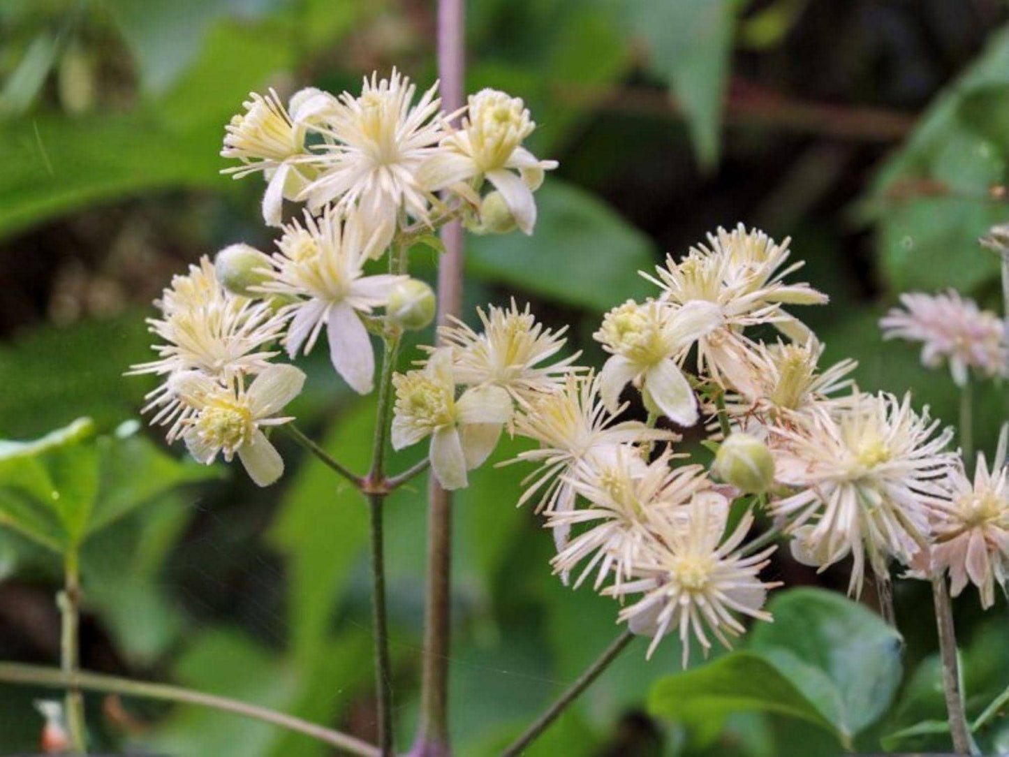 Virgin's Bower Clematis Seeds – 50 Native Climbing Vine Seeds for Pollinator Gardens & Naturalized Landscapes
