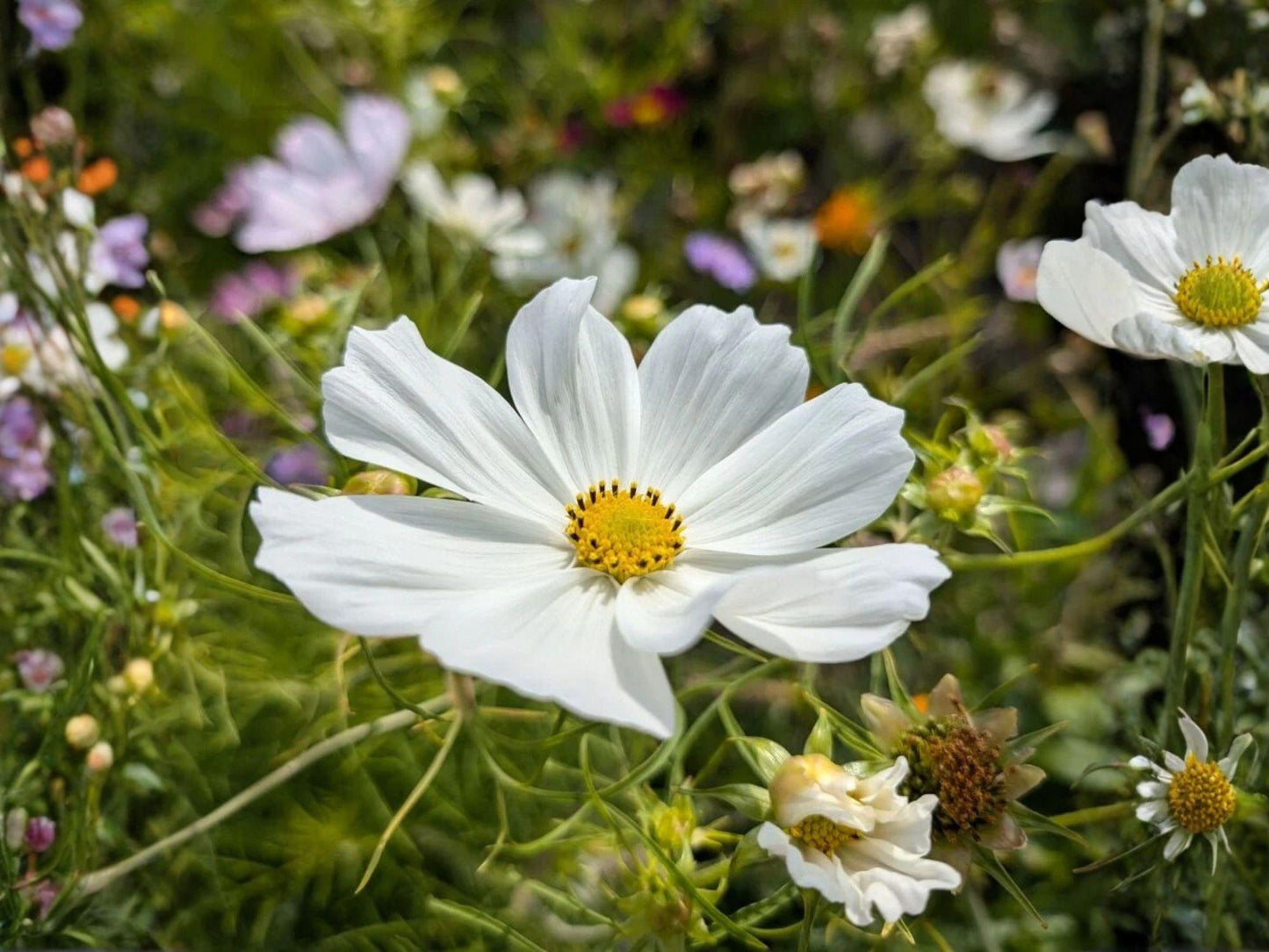 Cosmos Purity Seeds – 100 White Heirloom Annual Flower Garden Seeds for Cottage, Wildflower, and Pollinator Gardens