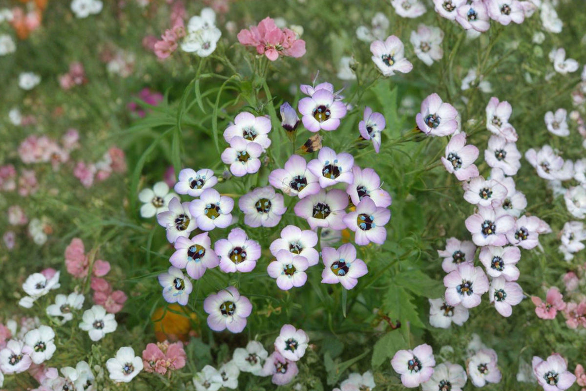 Bird’s Eyes Gilia Tricolor Seeds – Blue Purple Wildflower for Gardens, Meadow, Borders, 100 Seeds