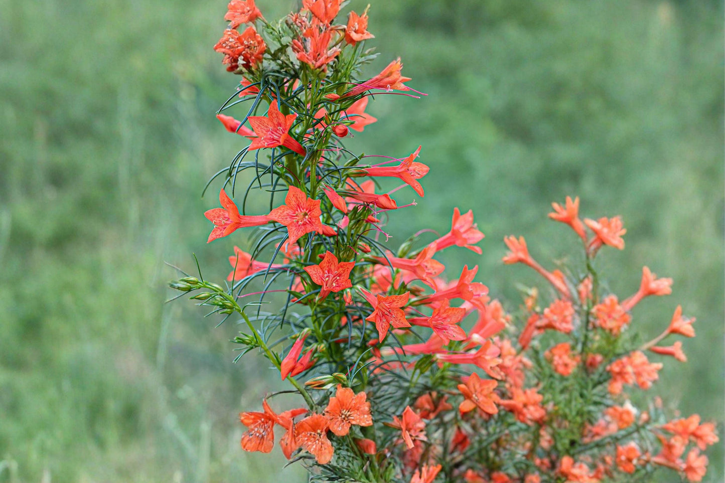 Standing Cypress Seeds – Scarlet Red Wildflower for Hummingbird Garden, Native Prairie Landscapes, Ipomopsis rubra, 100 Seeds