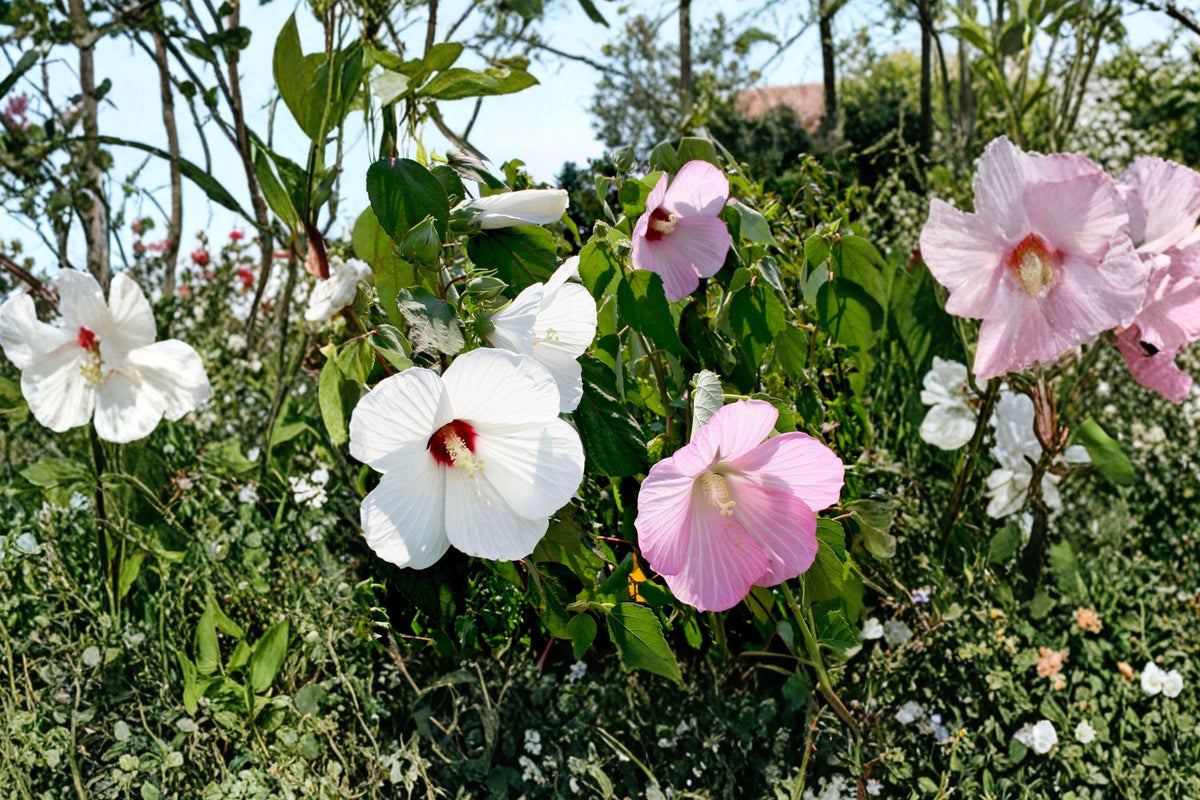 Swamp Rose Mallow Seeds – Hardy Perennial Hibiscus moscheutos with Pink & White Blooms, Wetland Garden Plant, 30 Seeds