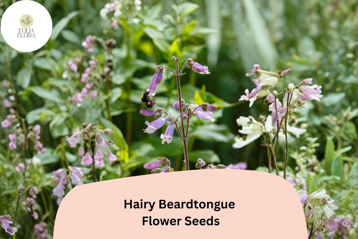 Hairy Beardtongue Seeds – Penstemon hirsutus Perennial Wildflower for Pollinator Gardens and Meadow Plantings
