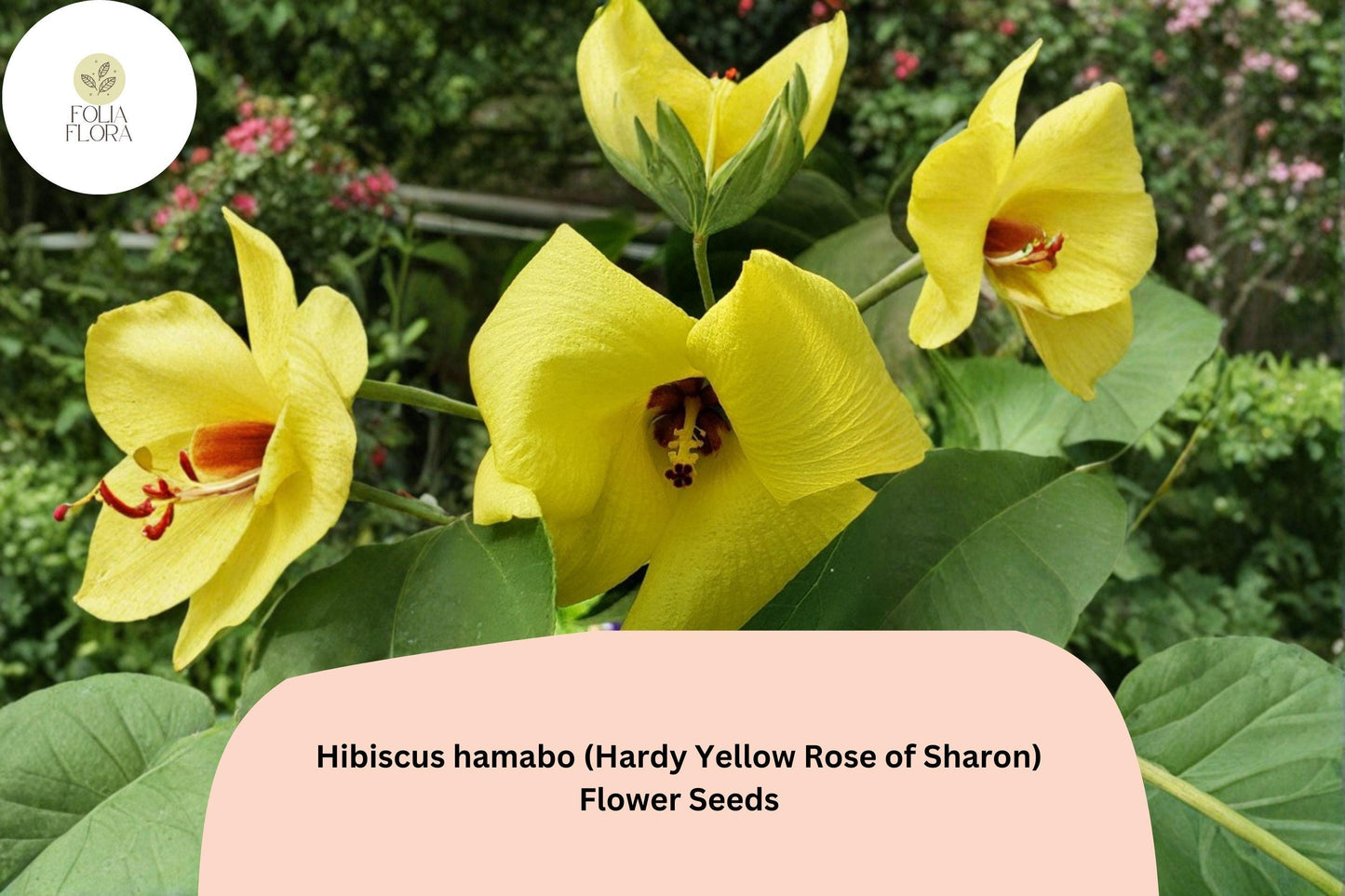 Hardy Yellow Rose of Sharon Seeds – Hibiscus hamabo Ornamental Shrub for Garden Borders and Landscape
