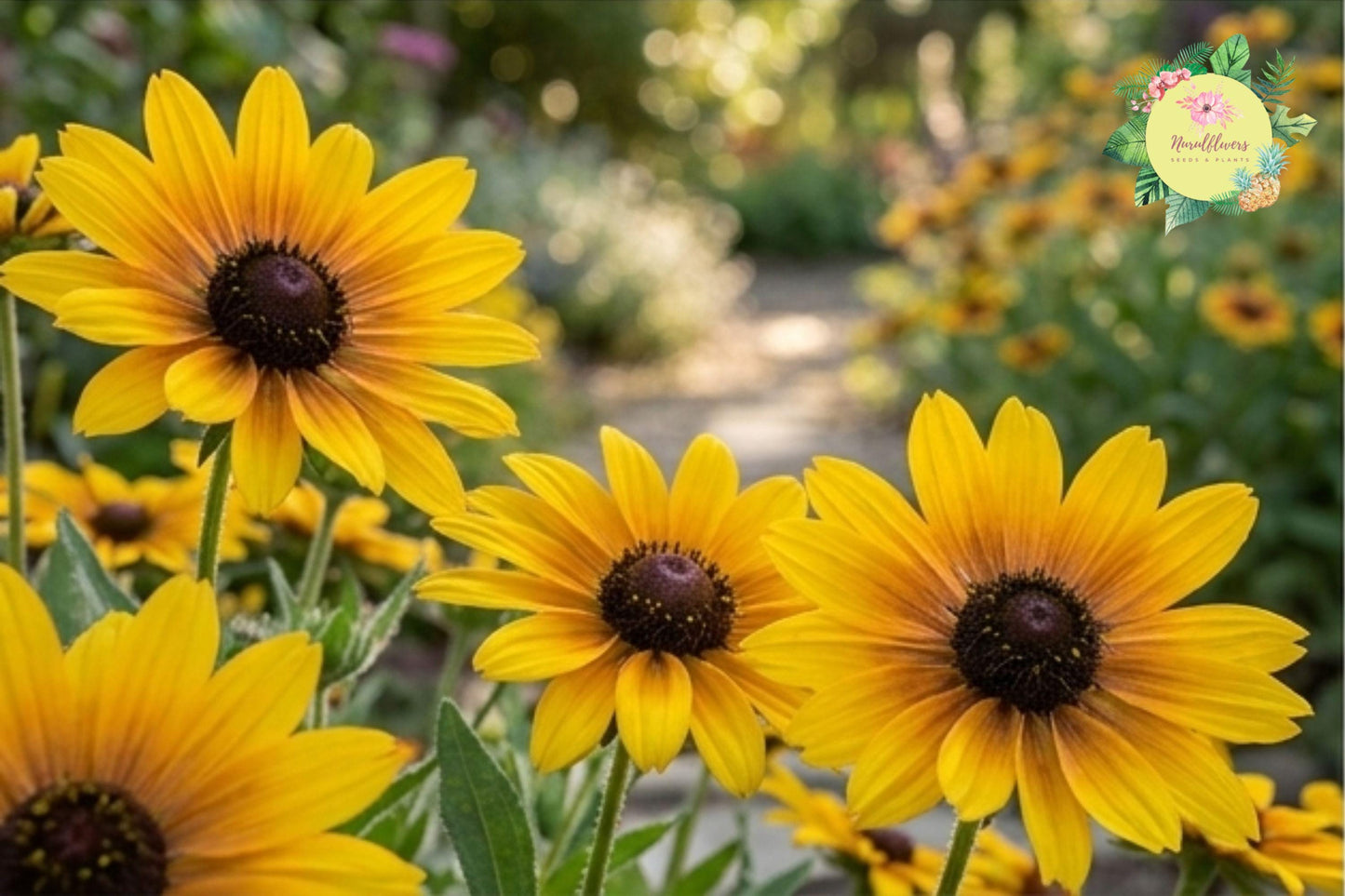 Finesse Blanket Flower Seeds – 200 Non-GMO Gaillardia x grandiflora Perennial Flower for Garden, Pollinator Attracting, Drought Tolerant