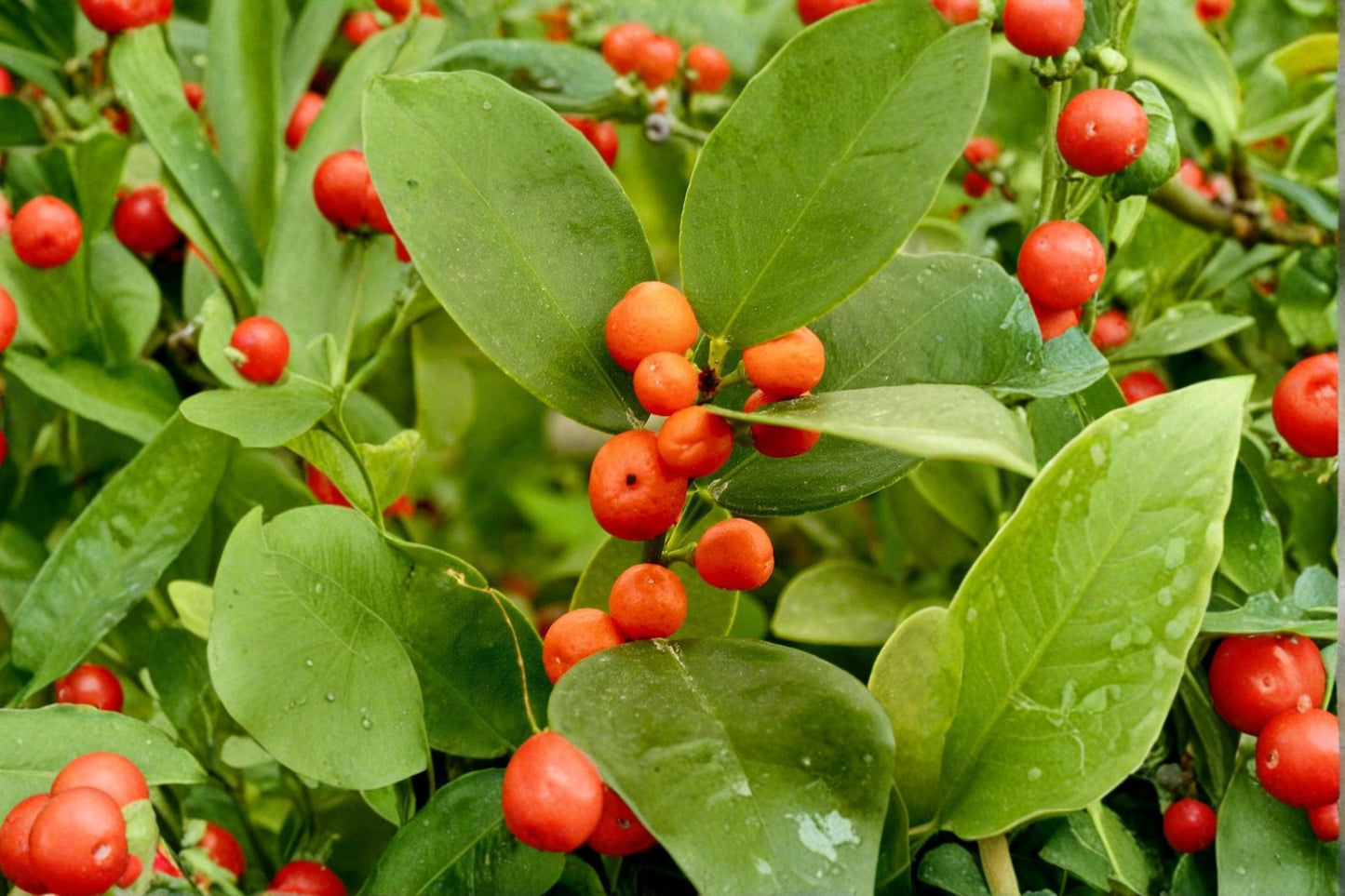 Hong Kong Kumquat Cuttings, Unrooted Fortunella hindsii Citrus Propagation, Evergreen Small Tree, Ornamental Fruit