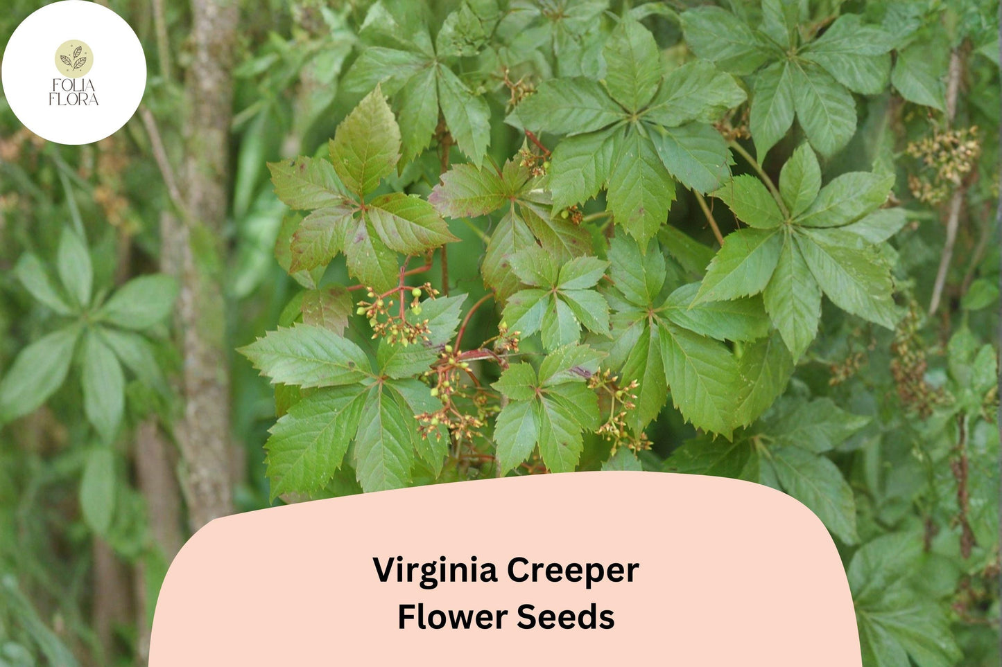 Virginia Creeper Seeds – 10 Parthenocissus quinquefolia Climbing Vine for Fences & Trellises