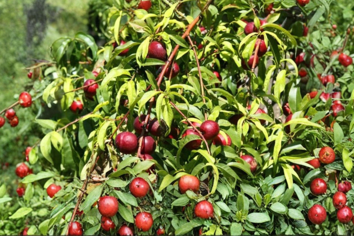 Wild Plum Cuttings Unrooted Prunus americana Native Tree Propagation, Deciduous Fruit Tree