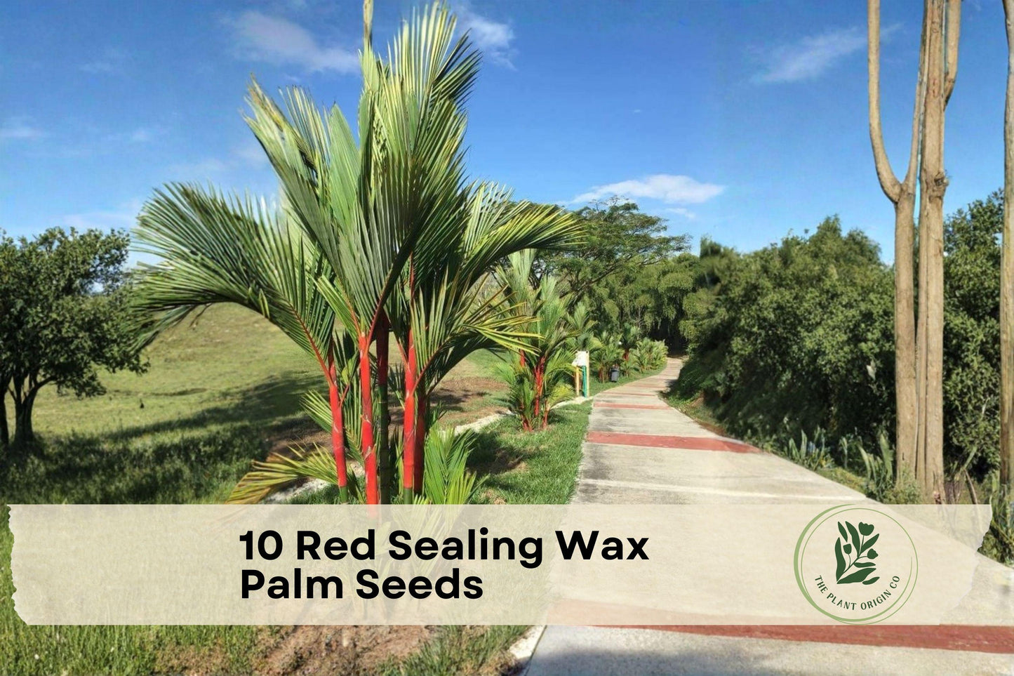 Red Sealing Wax Palm Seeds Cyrtostachys renda, Lipstick Palm, Tropical Ornamental Plant, Indoor & Garden Growth
