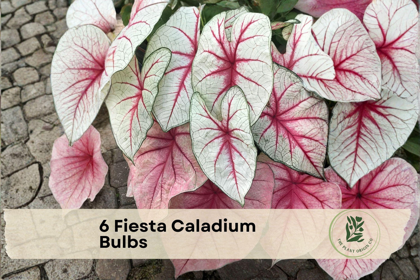 6 Fiesta Caladium Bulbs - Caladium bicolor, Vibrant Multicolor Foliage, Shade Garden, Container Plant, Tropical Ornamental Tubers