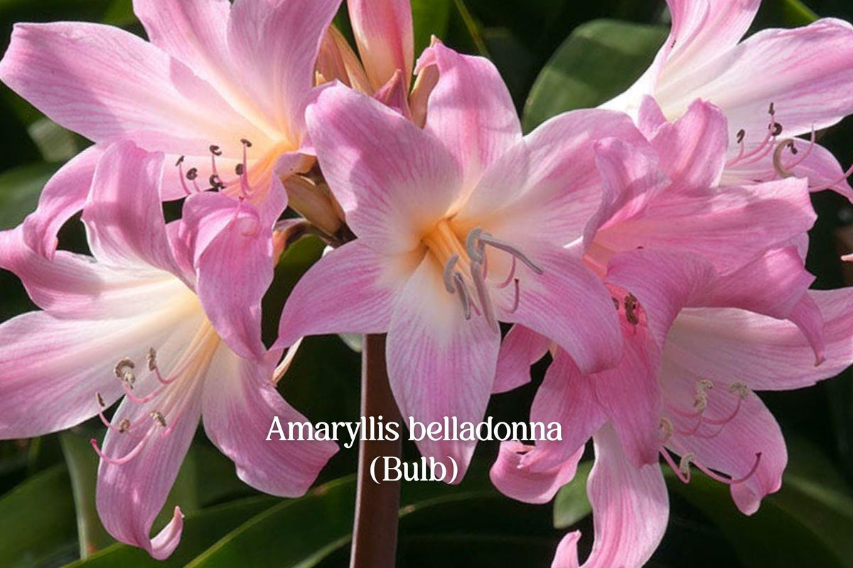 Pink Naked Lady Bulbs, Amaryllis belladonna, Fragrant Pink Lily, 2 Live Bulbs, Drought-Tolerant Perennial Flowering Bulb