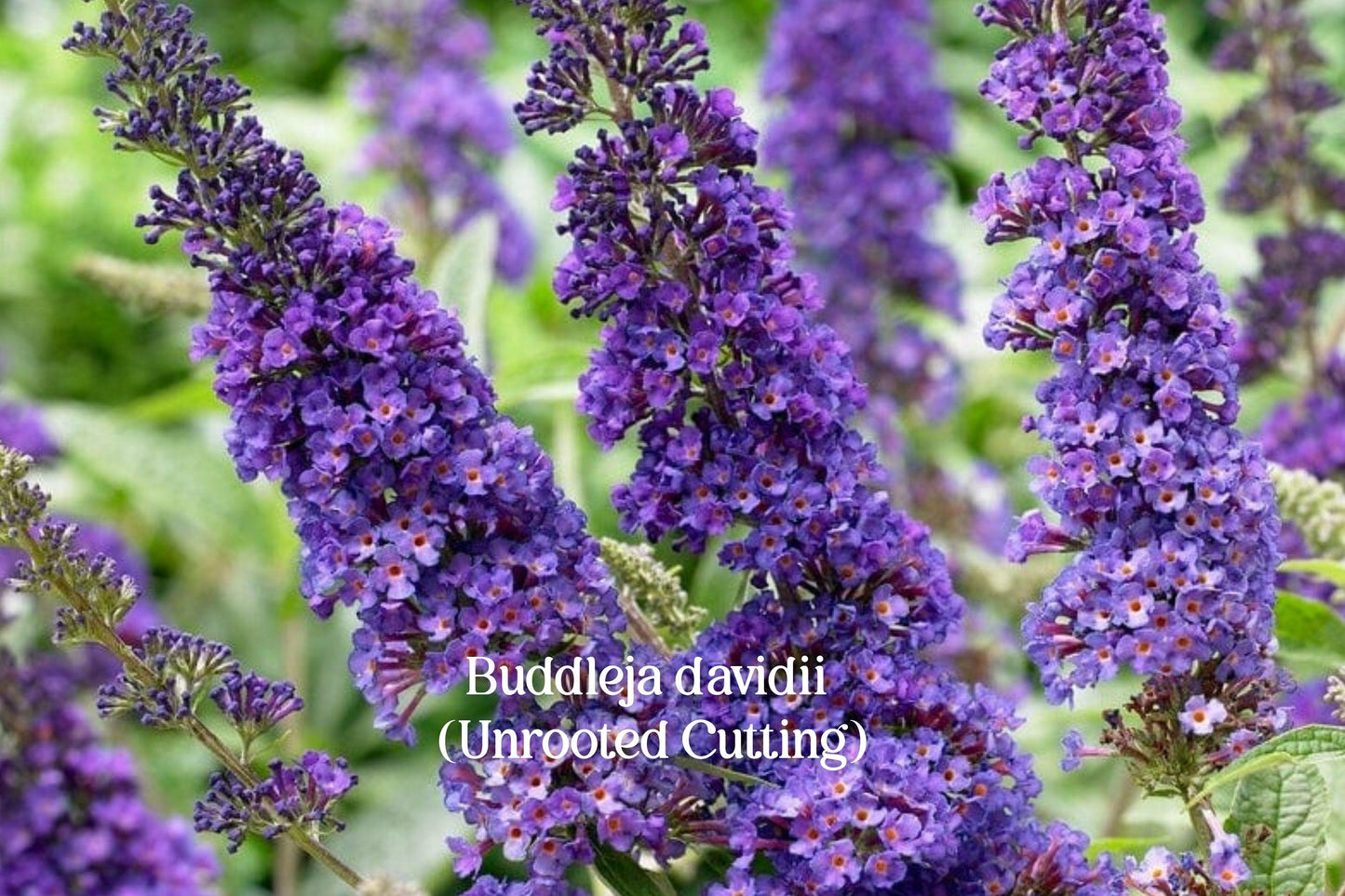 Purple Butterfly Bush Cuttings – Buddleja davidii, Pollinator Garden Shrub, 7 Live Unrooted Cuttings