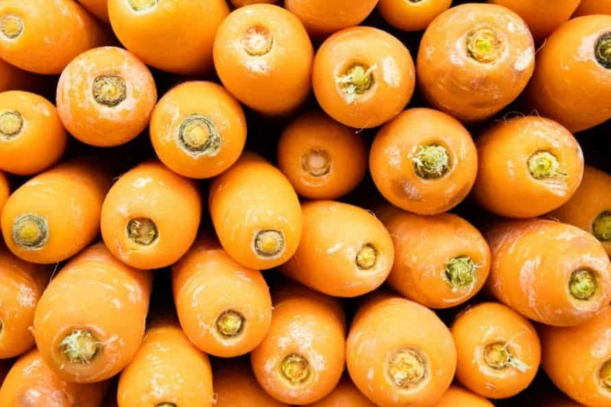 Danvers 126 Carrot Seeds – Heirloom Non-GMO Sweet Orange Root Vegetable, 1000 Seeds