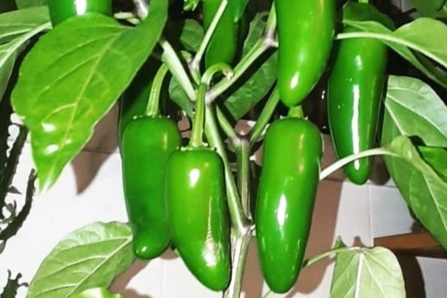 Heirloom Jalapeño Pepper Seeds – Medium Hot Chili Plant for Gardens & Containers – Non-GMO, Green Peppers for Salsa, Grilling, Pickling